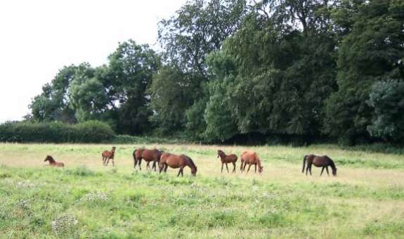 Riding Pony Mares and Foals at Rotherwood